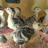 جوجه بوقلمون جوجه شاخدار