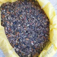 تخمه  افتابگردان