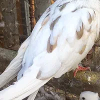 طوقی ودوکت، نراراکی،سرور، نوک ریز سینه ای|پرنده|اردکان, |دیوار