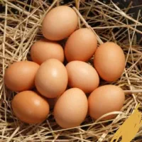 تخم مرغ محلی