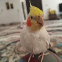 عروس هلندی گمشده