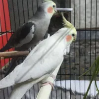 جفت مولد سخنگو