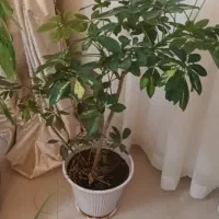 شفلر|گل و گیاه طبیعی|مشهد, کوه سنگی|دیوار