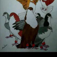 کبوتر خوب سنگین پر