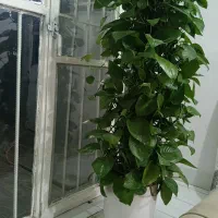 گل طبیعی|گل و گیاه طبیعی|مریوان, |دیوار