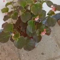 گل های زینتی|گل و گیاه طبیعی|آبدانان, |دیوار