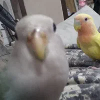 طوطی کوتوله|پرنده|بابلسر, |دیوار