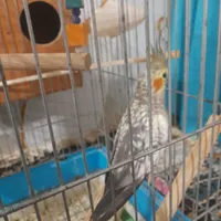 عروس هلندی ماده با قفس ولونه و....
