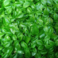 گرینوال ۵۰×۵۰|گل مصنوعی|شیراز, اصلاح‌نژاد|دیوار