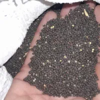 بزر کلزا درجه یک
