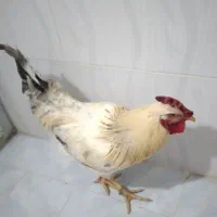 خروس‌محلی‌تازه‌از‌خلخال‌اومده‌هرکی‌خواست‌در‌خدمتم|حیوانات مزرعه|نسیم‌شهر, |دیوار