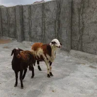 خنداب طورگیر|حیوانات مزرعه|قره چای, |دیوار