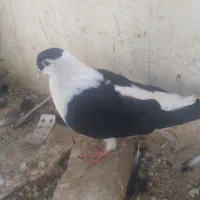 ساده سیاه