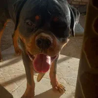 روتوایلر نر کشش