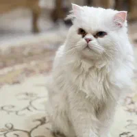 گربه میکس انگورا و پرشین