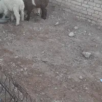 2عددبره نرعلف خور وپرکمر