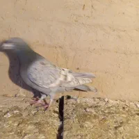 کبوتر پلاکی|حیوانات|میاندوآب, |دیوار