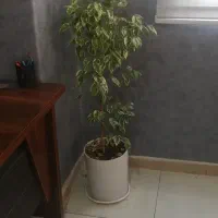 گل آپارتمانی|گل و گیاه طبیعی|تهران, دانشگاه شریف|دیوار