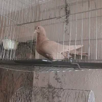 سه عدد ماده