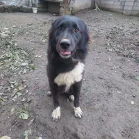 سگ قدر جانی و سگ ژرمن جفت نر|سگ|خرمآباد (تنکابن), |دیوار