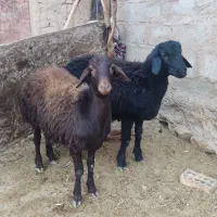 بره قوچ قره قزل درجه یک|حیوانات مزرعه|کوهدشت, |دیوار