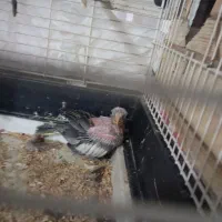 فروش عروس هلندی جفت مولد با قفس وجوجه