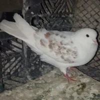 کبوتر گمشده