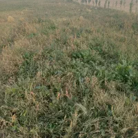 چغندر خوراک دام