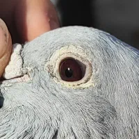 کفتر اغون مسافتی|پرنده|مشهد, ثامن|دیوار