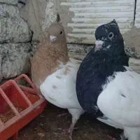 کله ای|پرنده|اسدآباد, |دیوار