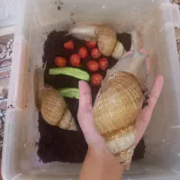 حلزون های سوپرمولد|خزنده|ری, شهادت|دیوار