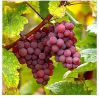 نهالستان بزرگ پالیز دارای مجوز جهاد کشاورزی|خدمات باغبانی و درختکاری|لیلان, |دیوار