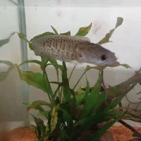 ماهی چانا گلدن کبری