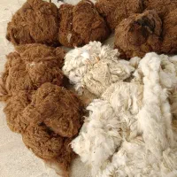 خریدار پشم شتر تمیز شده و یک رنگ