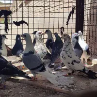 26عدد نر قلدور