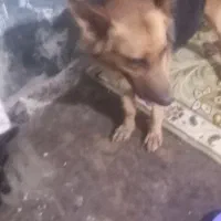 واگذاری یک قلاده سگ ژرمن و سه توله