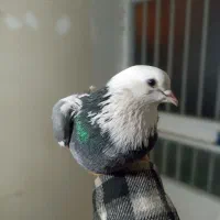 کفتر کبوتر|پرنده|رشت, یخسازی|دیوار