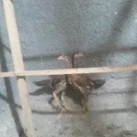 سلام دوعدد جوجه لاری دونسته