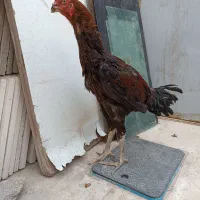 خروس لاری