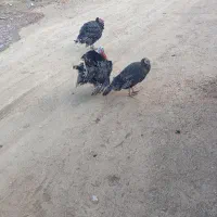 تخمه بوقلمون برنزه نطفه دار