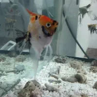 ماهی انجل نر|ماهی|بجنورد, |دیوار