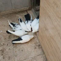 کبوترپرشی وزینتی نوک ریز