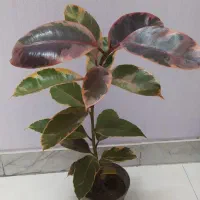 گل‌های اپارتمانی قیمت مناسب