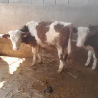 گاو و گوساله