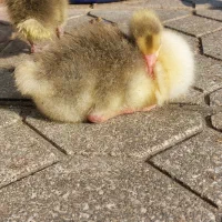 جوجه غاز|حیوانات مزرعه|چابکسر, |دیوار