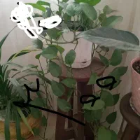 گل طبیعی پاندانوس