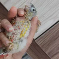 جوجه گرینچیک اناناسی رد سرلاکی