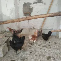 مرغ خروس محلی وغاز چاه قائدی وحید کشتکار|حیوانات مزرعه|لامرد, |دیوار