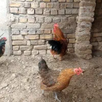 خروس محلی و مرغ محلی