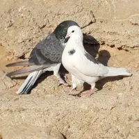 ۹کبوتر گلچین یکجای ۶تومن مقطوع تکیم از۳۰۰تا ۱۳۰۰